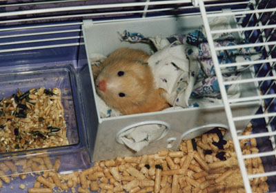 Sleepy hamster