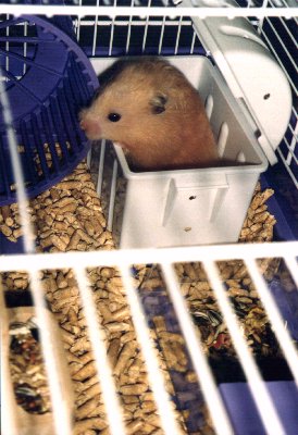 Hasitating to exit the shelter-box