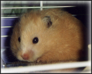 Late Hamster Holms